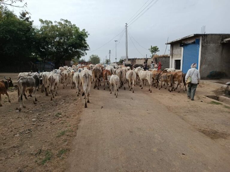 गोकुळाष्टमी – ऋणनिर्देश गुराख्यांचे ..